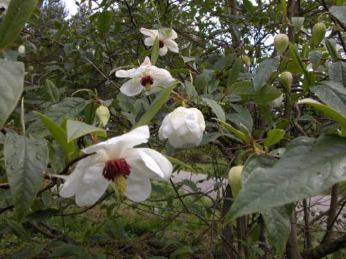 Wilsonmagnolia med nikkende blomster (Magnolia wilsonii)